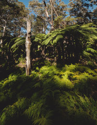 Trees in forest