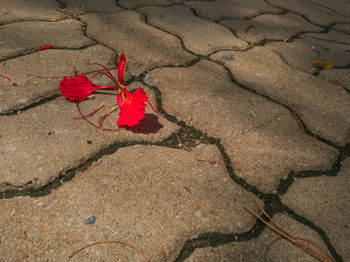 High angle view of red flower on sand