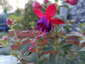 Close-up of pink flowering plant