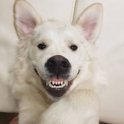 Close-up portrait of a dog