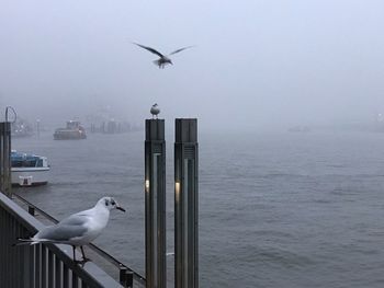 Seagull perching on railing by sea in city