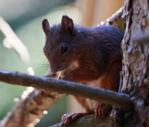 Close-up of squirrel