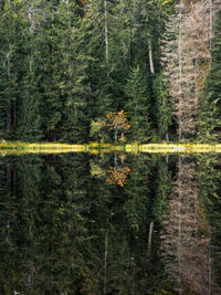 Pine trees in forest mirroring in lake