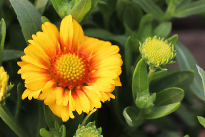 Close-up of yellow flowering plant