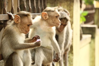 Monkeys sitting in a row