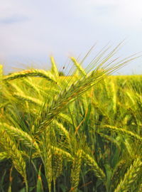 Close-up of crops growing on field against sky