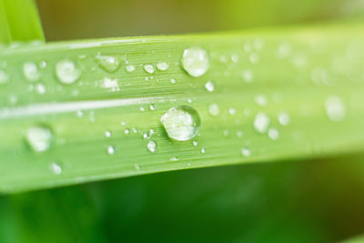 Close-up of raindrops on green leaves