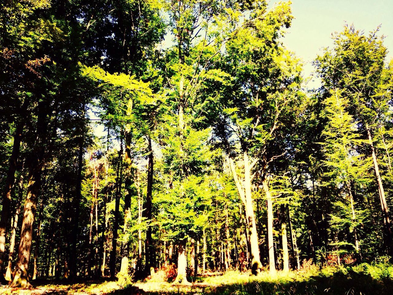 tree, growth, tree trunk, tranquility, green color, nature, branch, beauty in nature, tranquil scene, scenics, forest, lush foliage, low angle view, sunlight, day, woodland, outdoors, treelined, idyllic, growing