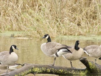 Ducks on lake