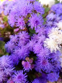 Close-up of purple flowers blooming outdoors