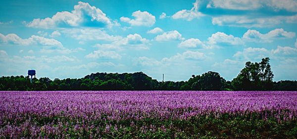 Scenic view of field against sky