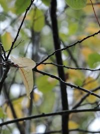 Close-up of branches against blurred background