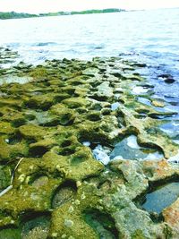 Close-up of sea shore against sky