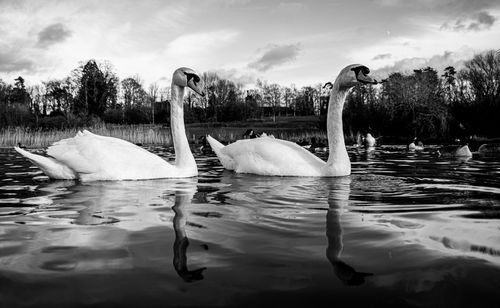 Black and white monochrome mute swan swans pair low-level water side view macro animal background