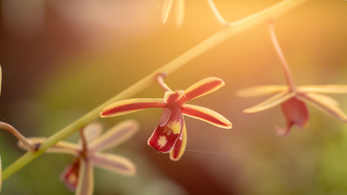 Close-up of red flowering plant