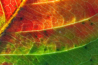leaf