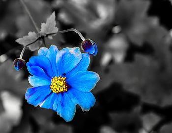 Close-up of blue flower