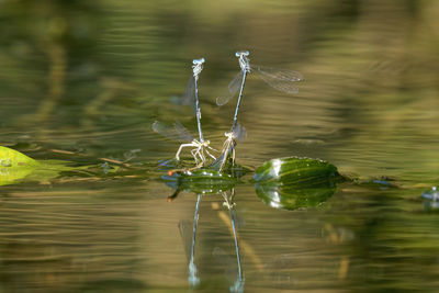 The white-legged damselfly mating on the river surface