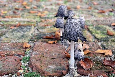Dried mushrooms on footpath