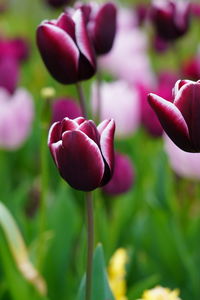 Close-up of purple tulip