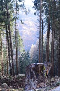 Pine trees in forest