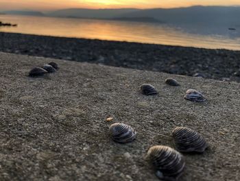 Surface level of seashell on beach