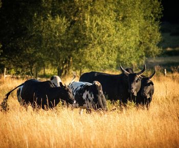 Horses in a field