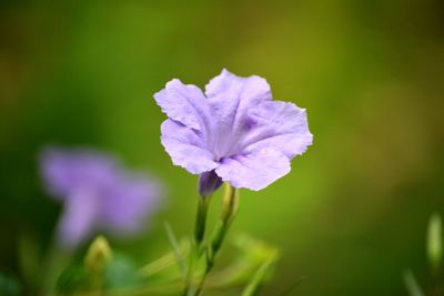 Close-up of purple flowering plant