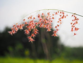 Close-up of flowering plants on field