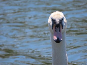 Close-up of swan looking into the camera 