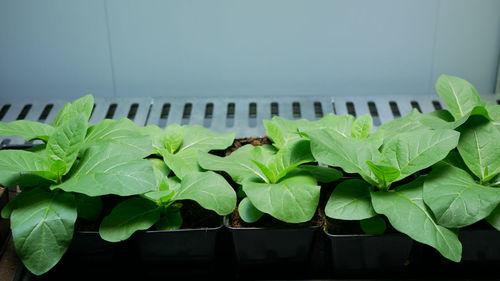 Close-up of potted plant