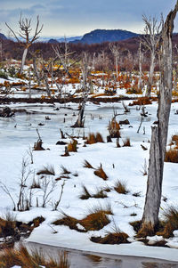 Snow covered landscape