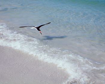 Bird flying over sea