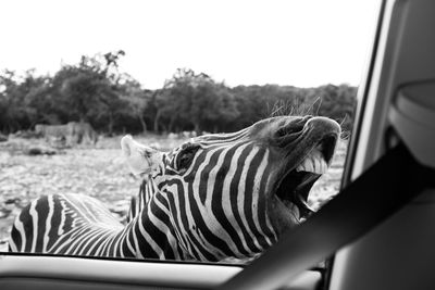 Close-up of zebra against sky