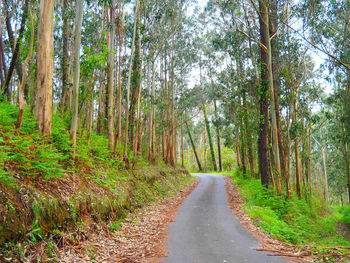 Road amidst trees in forest