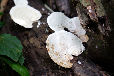 Close-up of mushrooms growing on tree trunk