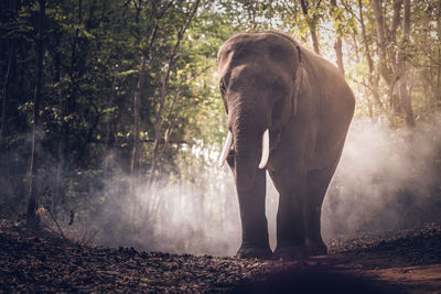 Rear view of elephant standing in forest