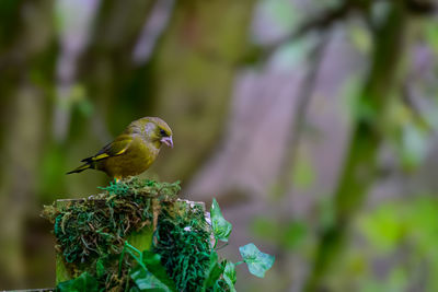 Male greenfinch, chloris chloris, perched on a moss covered fence post