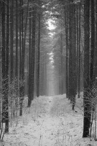 Trees in forest