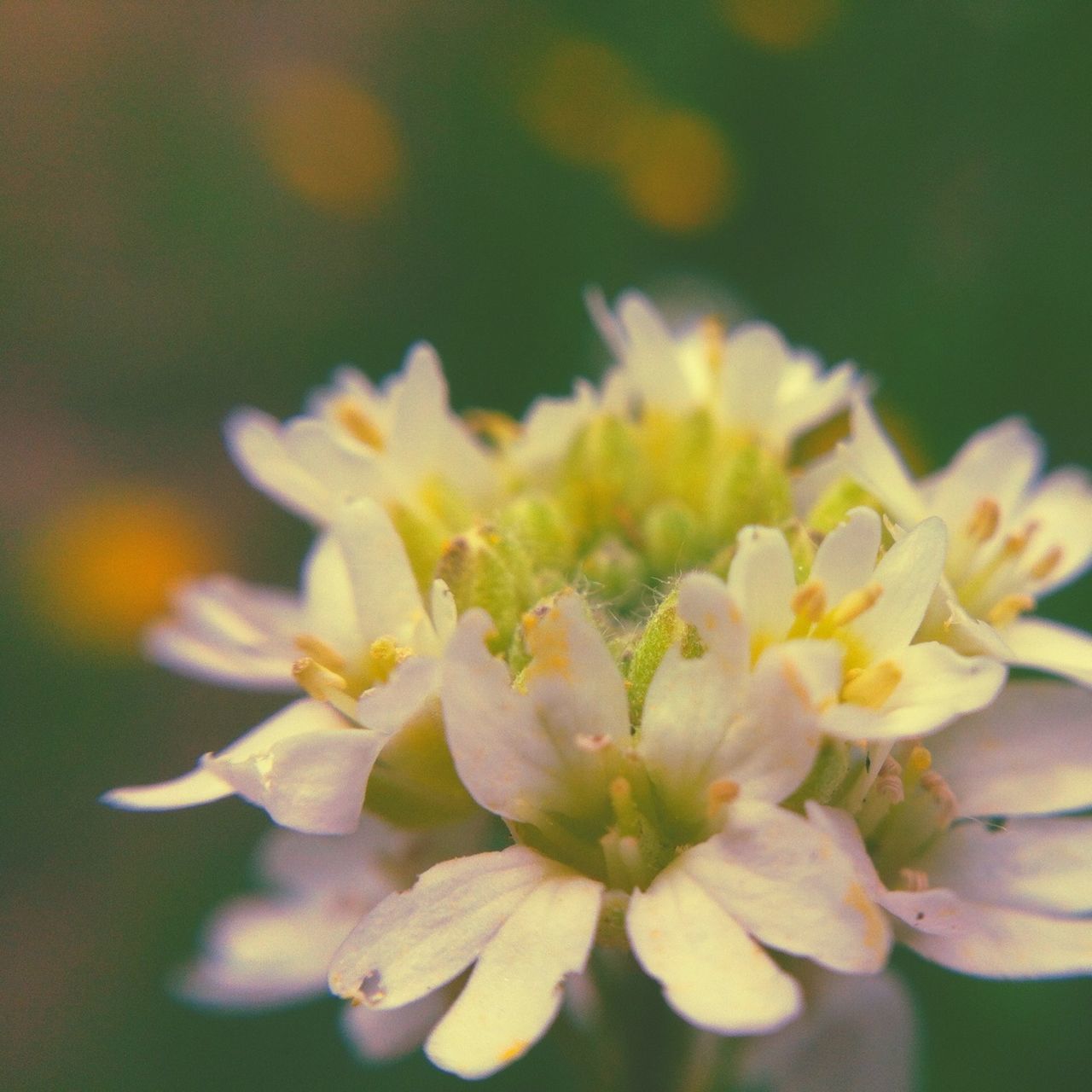 flower, petal, freshness, fragility, flower head, close-up, focus on foreground, beauty in nature, growth, nature, blooming, selective focus, white color, plant, yellow, pollen, in bloom, day, outdoors, no people