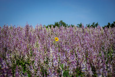 Close-up of purple flowering plants on field against sky