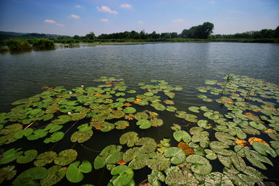 High angle view of water lily leaves on lake