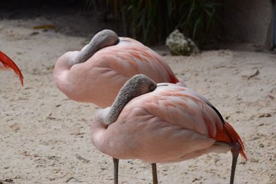 Flamingoes preening on sand