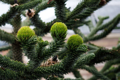 Close-up of pine tree