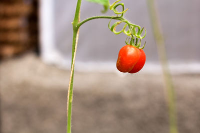 Close-up of strawberry on plant