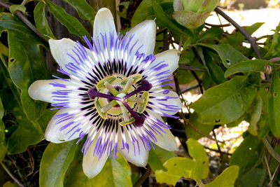 Close-up of passion flower blooming outdoors