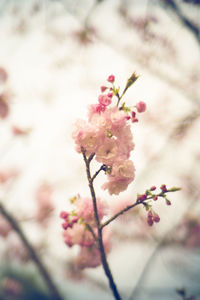 Close-up of pink cherry blossoms in spring