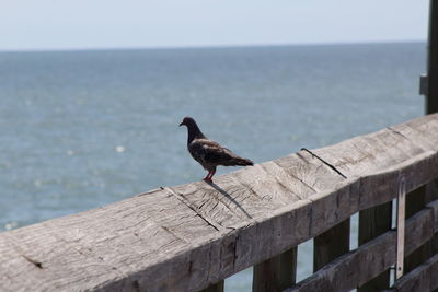 Bird perching on a wood against sea