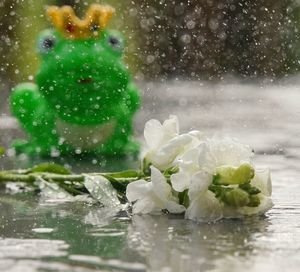 Close-up of snow on plant