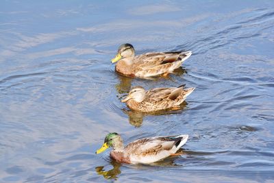 High angle view of duck swimming in lake